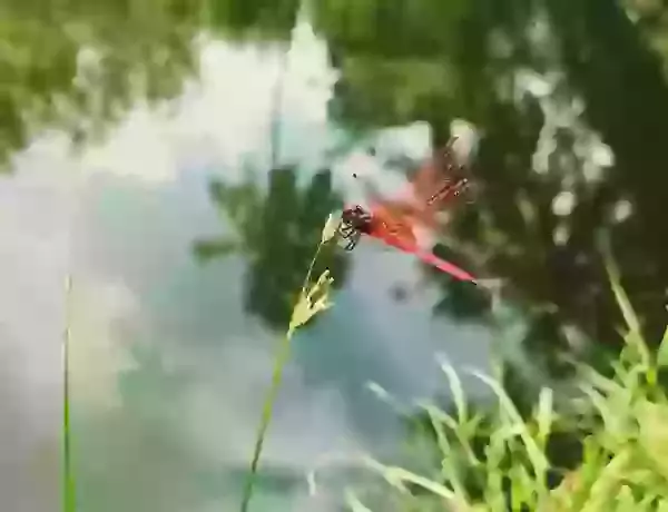 Lakes and Ponds